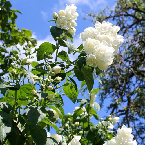 Photo 852433