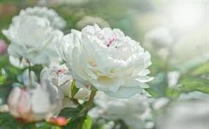 Photo 877827